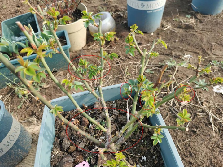 春天月季要不要抹芽，抹芽該如何操作？