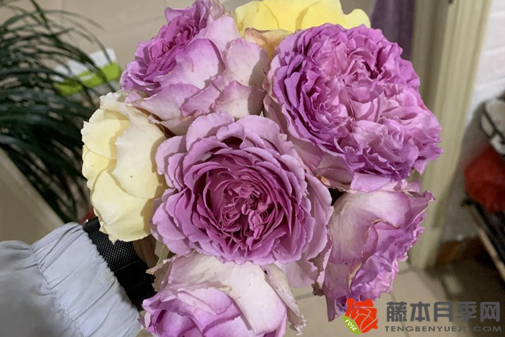 月季基肥冬天施和春季施有什么區(qū)別？