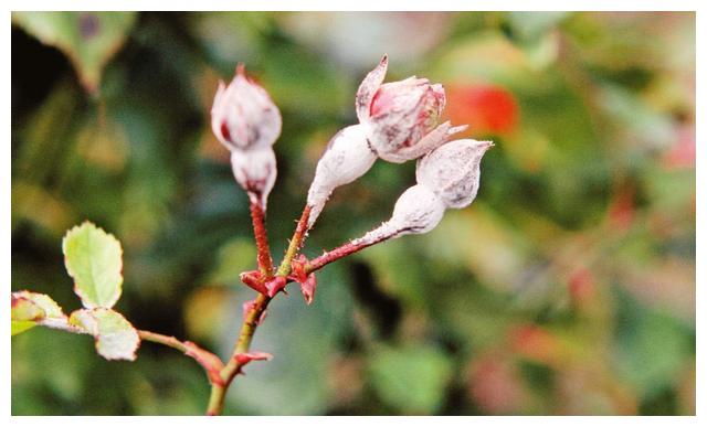 月季初春病害多，防治教程都在此。想要春暖花開，教你搞定病害
