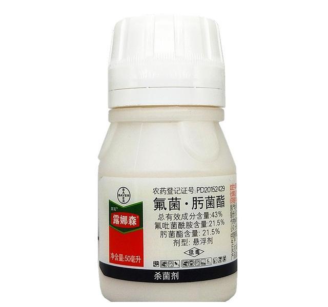 月季初春病害多，防治教程都在此。想要春暖花開，教你搞定病害