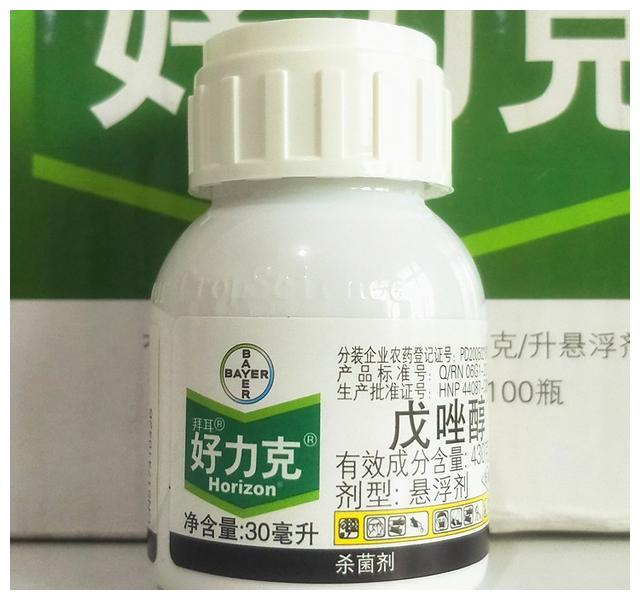 月季初春病害多，防治教程都在此。想要春暖花開，教你搞定病害
