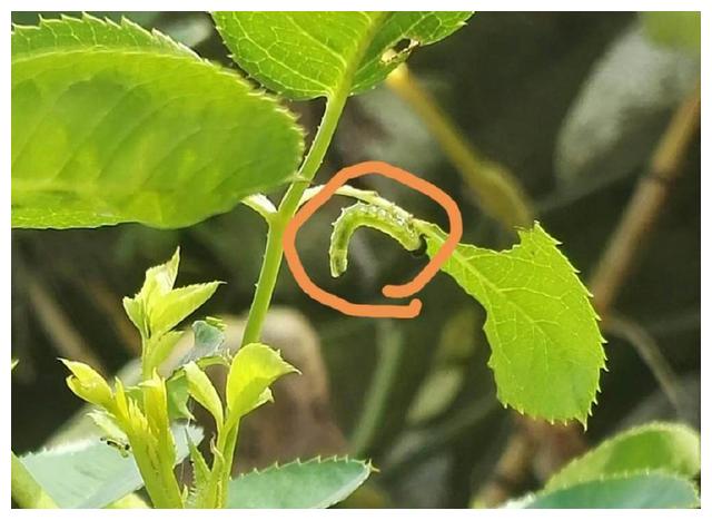 月季初春病害多，防治教程都在此。想要春暖花開，教你搞定病害