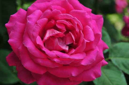 東陽(yáng)市的市花是什么花(月季花)