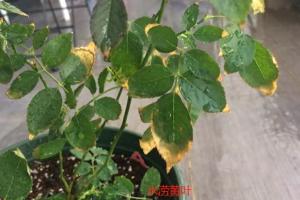 月季水澇還有救嗎，月季水澇的挽救方法