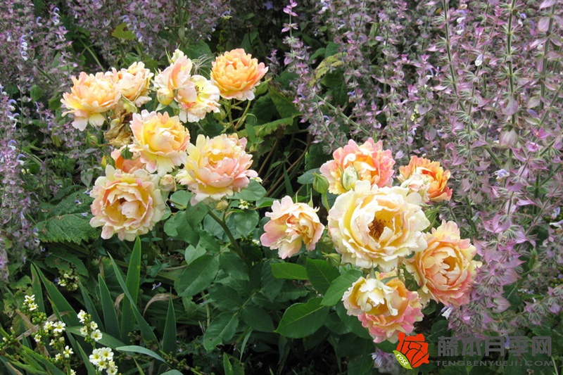 熙篤會(huì)之花Rose des Cisterciens