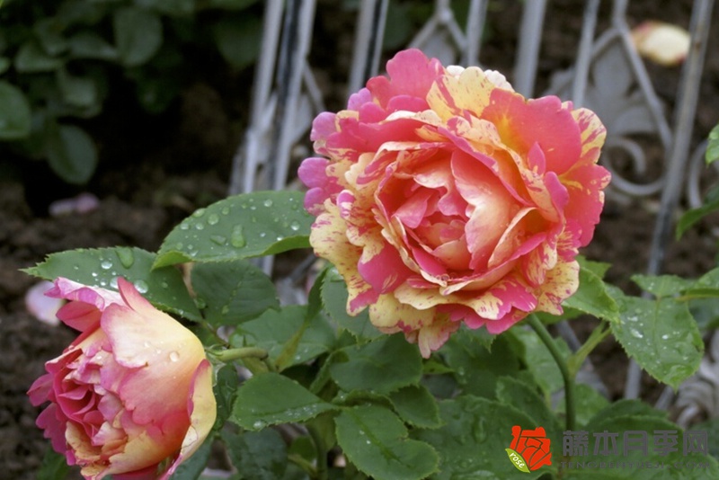 熙篤會(huì)之花Rose des Cisterciens