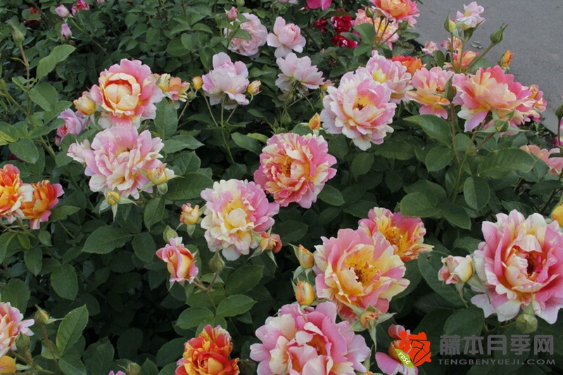 熙篤會(huì)之花Rose des Cisterciens