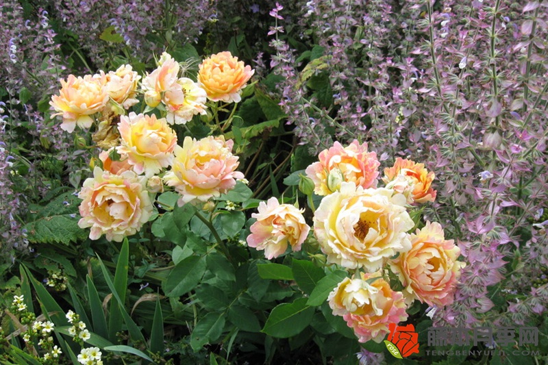 熙篤會(huì)之花Rose des Cisterciens