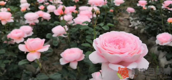 瑞典女王怎么養(yǎng)容易開(kāi)花