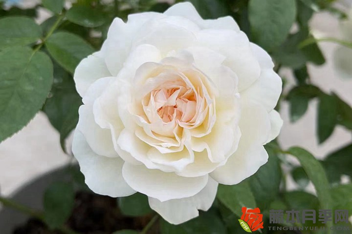 全部月季花語(yǔ)(不同顏色月季花語(yǔ)大全)