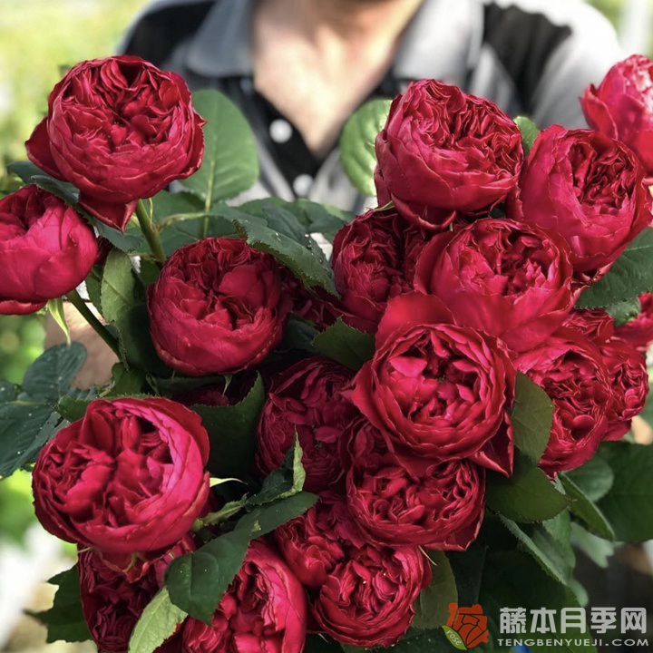 優(yōu)雅樹(shù)莓Raspberry Elegance