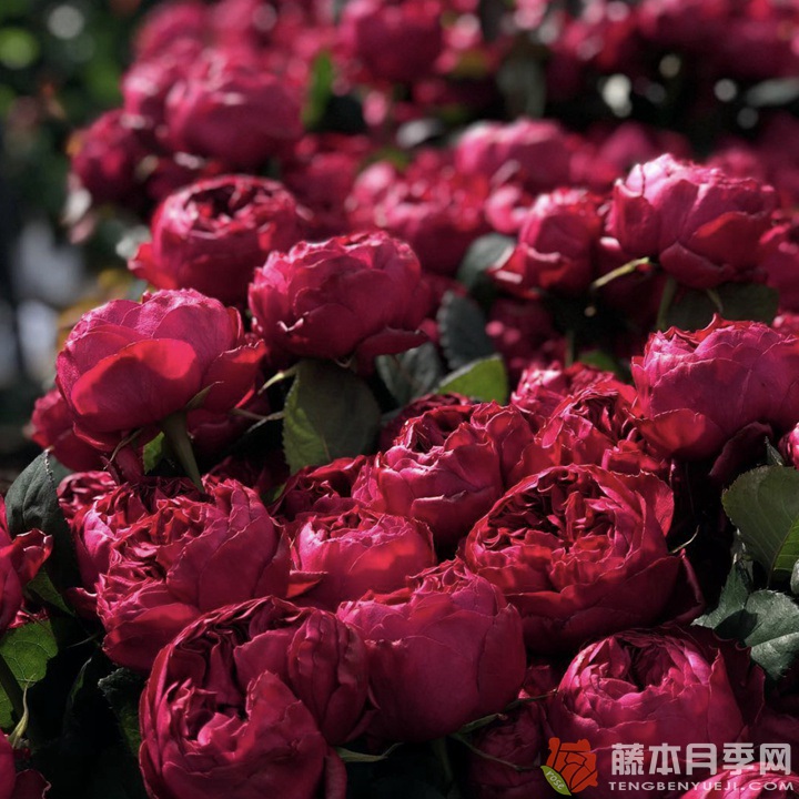 優(yōu)雅樹(shù)莓Raspberry Elegance