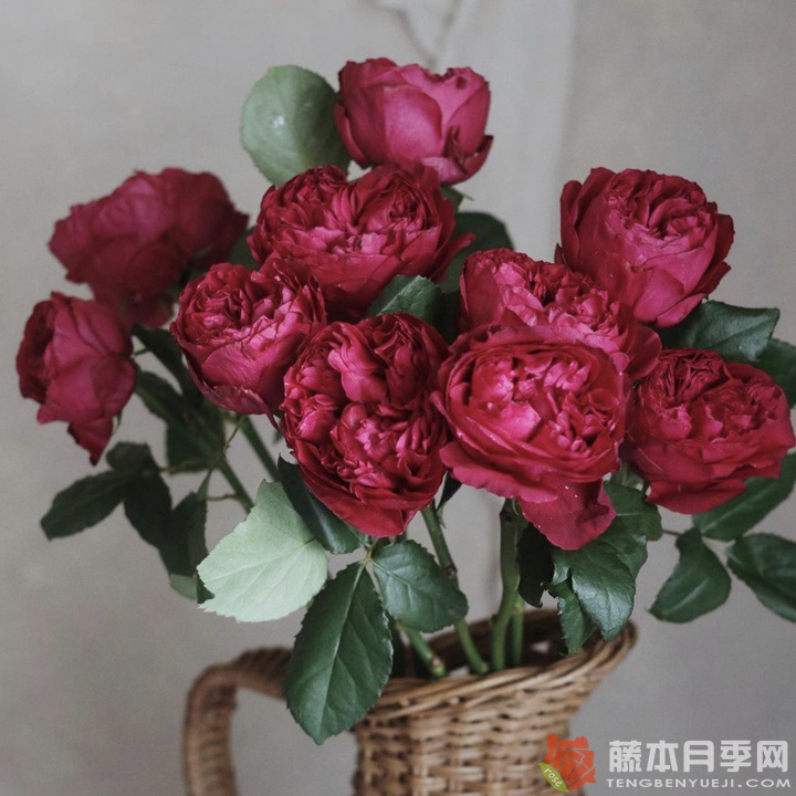 優(yōu)雅樹(shù)莓Raspberry Elegance