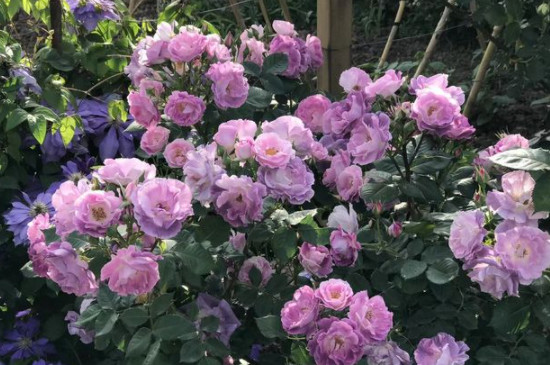 月季花刺是不是有毒？