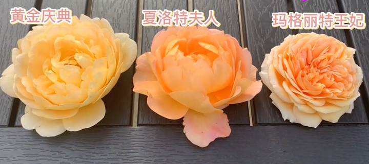 黃金慶典、瑪格麗特王妃和夏洛特夫人三款月季有什么不同