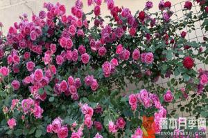 什么是豐花月季，豐花月季有什么寓意？