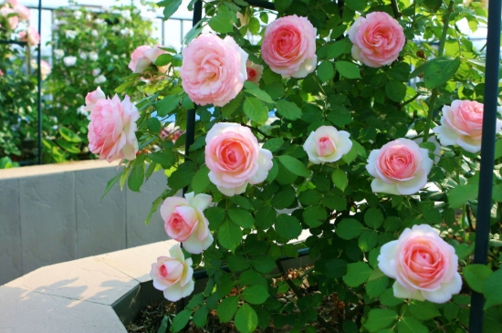 月季花夏季養(yǎng)護(hù)的五個禁忌