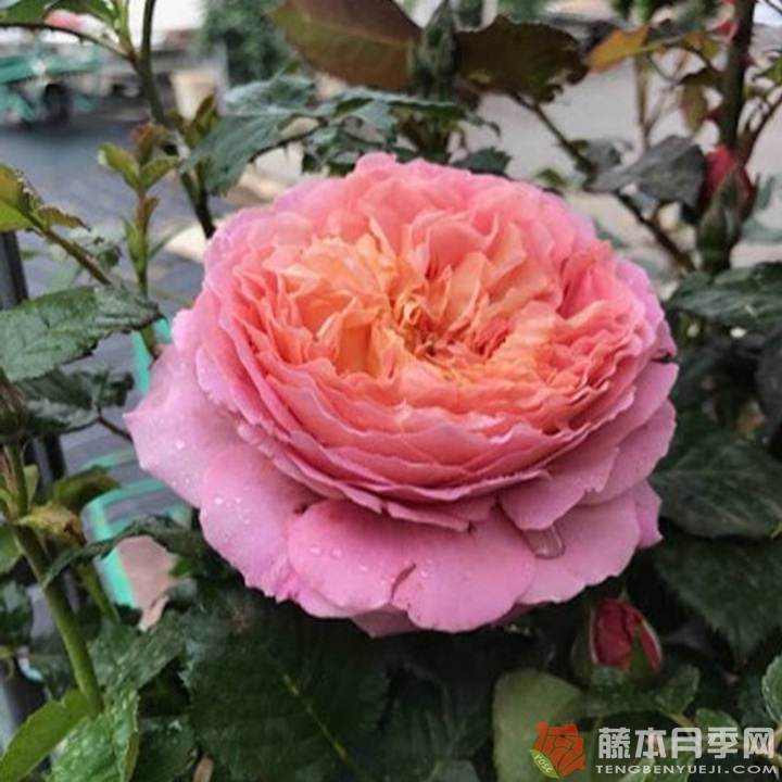 玫瑰哲理/米歇爾翁弗雷Michel Onfray