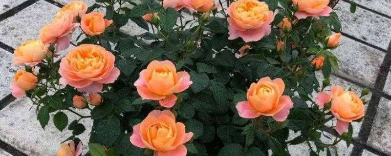 果汁陽臺(tái)小苗需要剪花苞嗎
