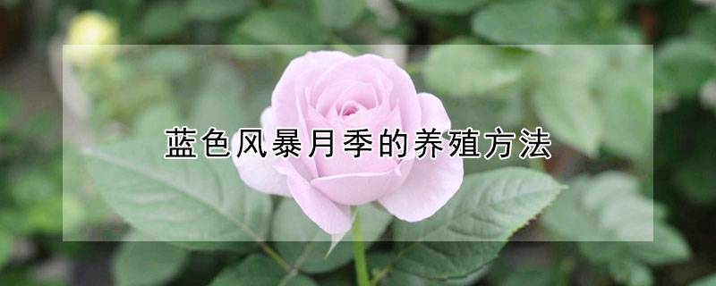 藍(lán)色風(fēng)暴月季的養(yǎng)殖方法(養(yǎng)殖注意事項(xiàng))