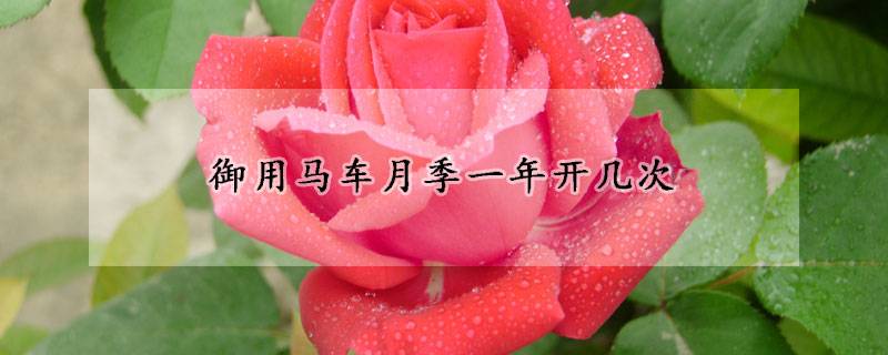 御用馬車月季一年開(kāi)幾次
