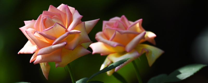 月季花夏季養(yǎng)護(hù)的五個禁忌