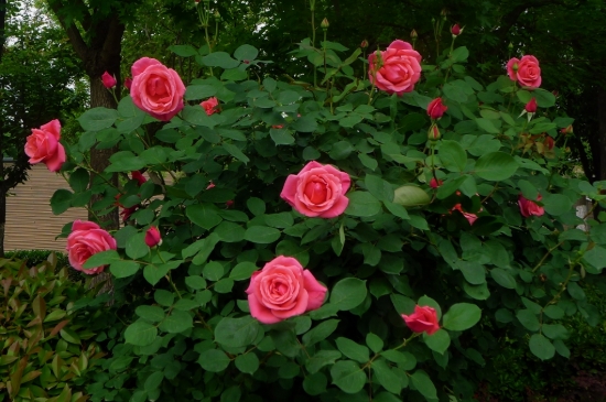 月季花夏季養(yǎng)護(hù)的五個禁忌