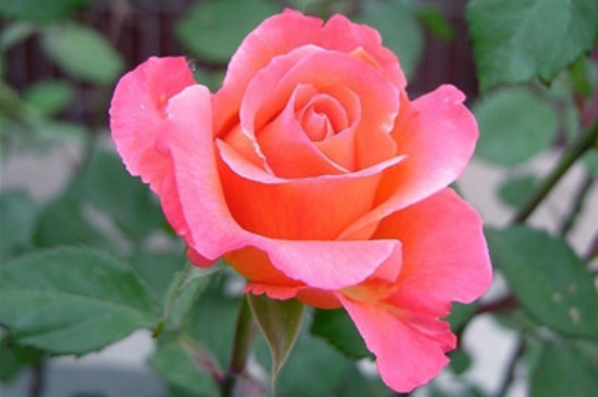 月季花夏季養(yǎng)護(hù)的五個禁忌