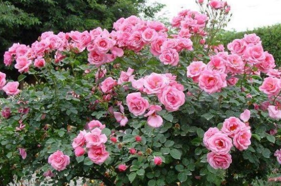 月季花夏季養(yǎng)護(hù)的五個禁忌