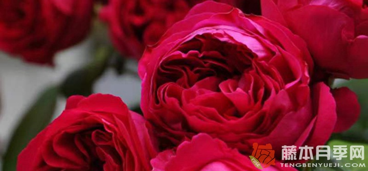 紅色龍沙寶石月季四季開(kāi)花嗎