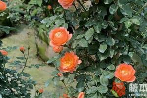 藤本月季甜夢(mèng)開(kāi)花多嗎
