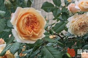 影響樹狀月季花嫁接成活的五大因素