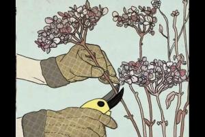 無(wú)盡夏繡球秋天還能開(kāi)花嗎？