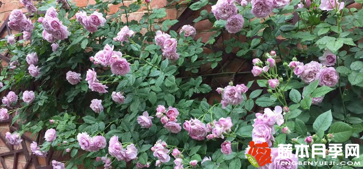 薰衣草花環(huán)月季為什么不開(kāi)花