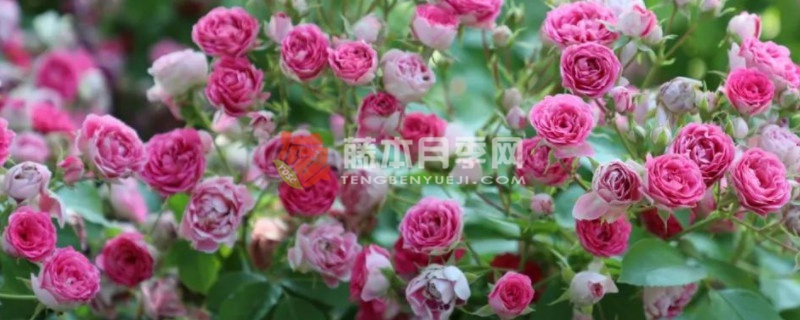 胭脂扣一年開(kāi)幾次花