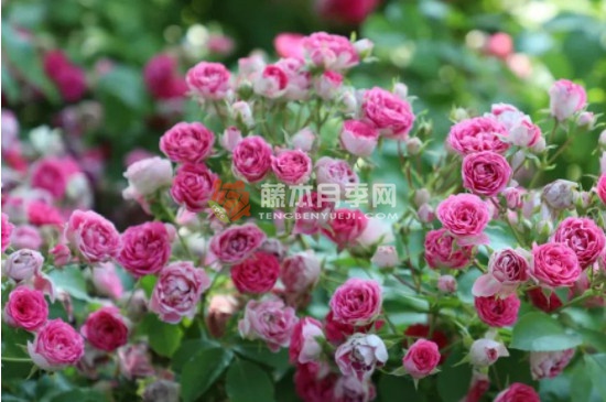胭脂扣一年開(kāi)幾次花