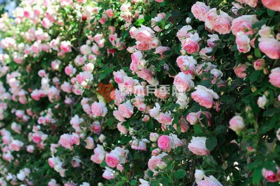 胭脂扣一年開(kāi)幾次花