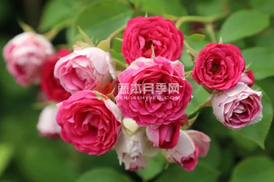 胭脂扣一年開(kāi)幾次花