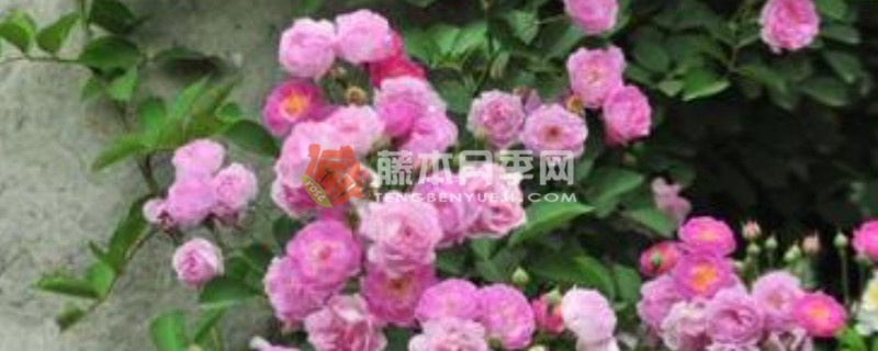 爬藤薔薇一般需要幾年開花