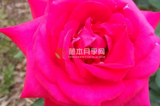 紅色妖姬是玫瑰還是月季