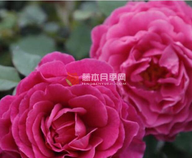 扇子月季的優(yōu)缺點(diǎn)