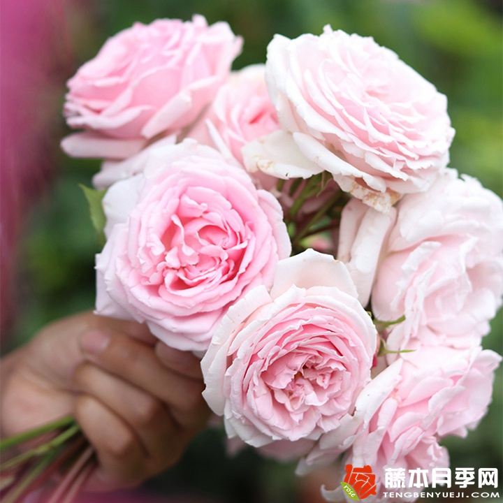 克里斯汀船長的優(yōu)缺點(diǎn)