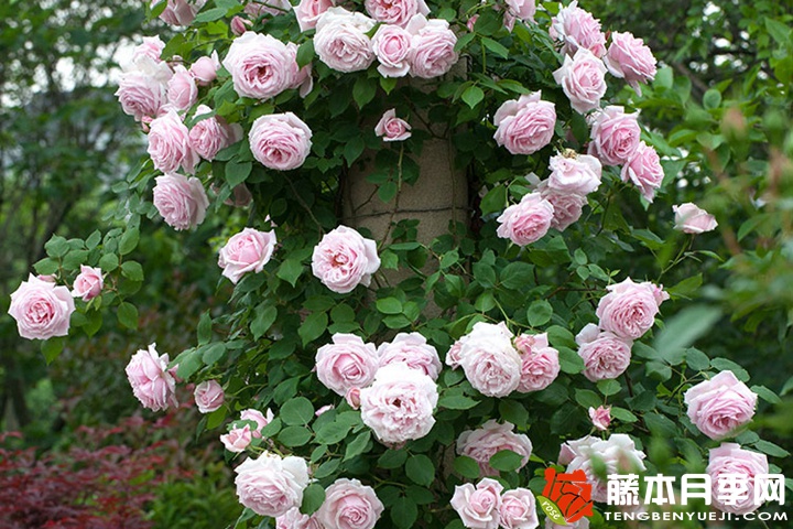 克里斯汀船長的優(yōu)缺點(diǎn)