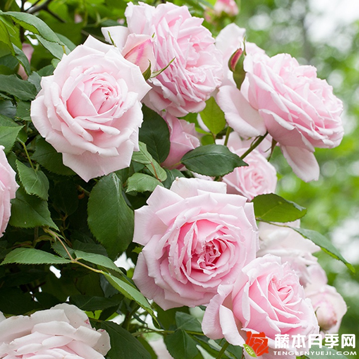 克里斯汀船長的優(yōu)缺點(diǎn)