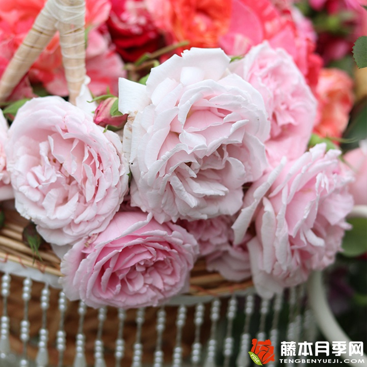 克里斯汀船長的優(yōu)缺點(diǎn)