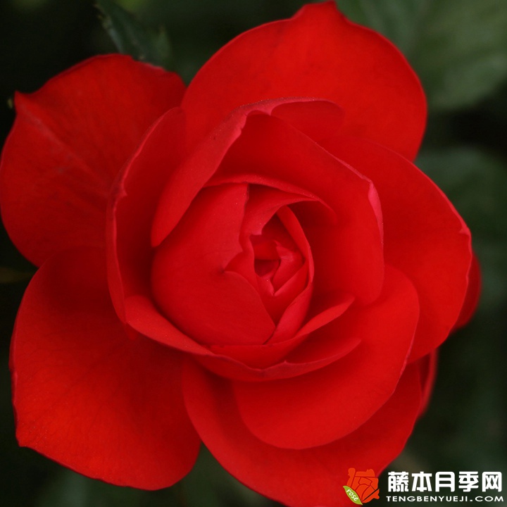 北京紅/東方紅月季