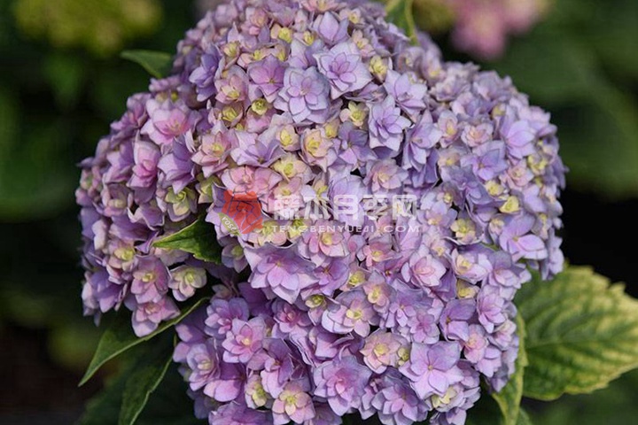 親愛的繡球花