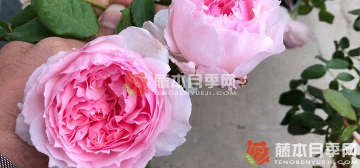 沒(méi)有病蟲害的月季品種(沒(méi)有病蟲害的月季品種都有哪些)