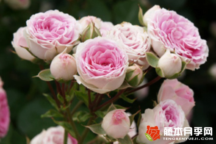 花車(chē)月季