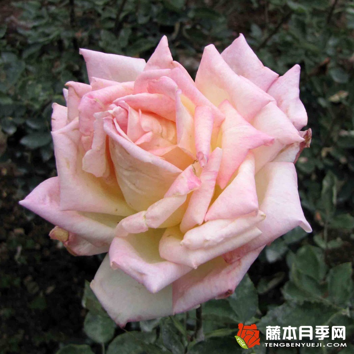 花車(chē)月季